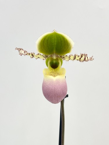Venus slipper orchid live - venus,
