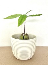 Organic Hass Avocado Plant Tree for Home House Garden Teacher Present Gift 15cm 