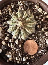 Ritteri ariocarpus cactus rare - cactus,