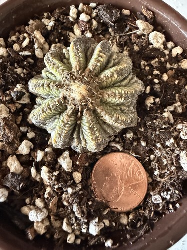 Ritteri ariocarpus cactus rare - ritteri,