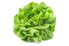 Vegetable Plants - Lettuce
