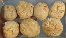 Javan Echinoids, 40-60mm, 7