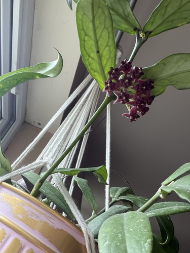 Hoya lobbii dark - dark, cutting