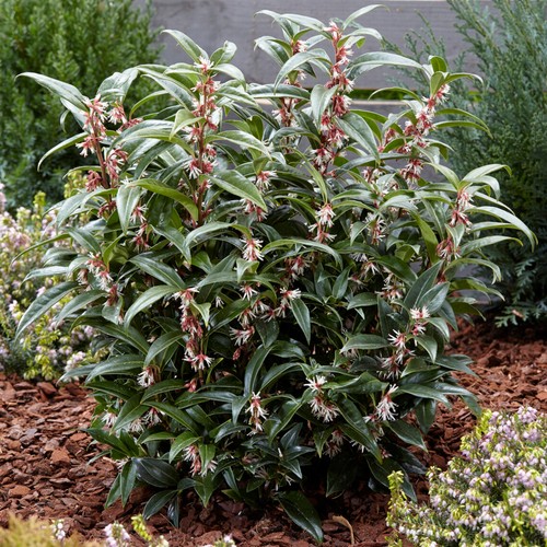 Sarcococca hookeriana - sarcococca,