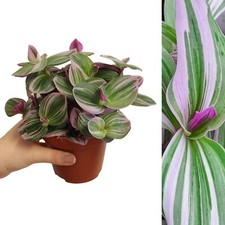 Tradescantia Nanouk - Fantasy