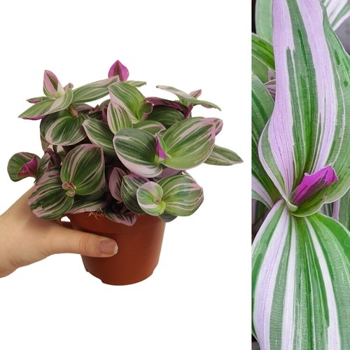 Tradescantia nanouk fantasy - tradescantia,