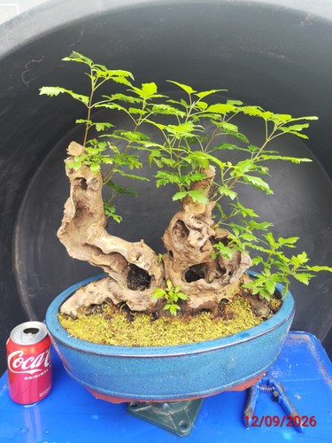 Vitex negundo living bonsai - (a,