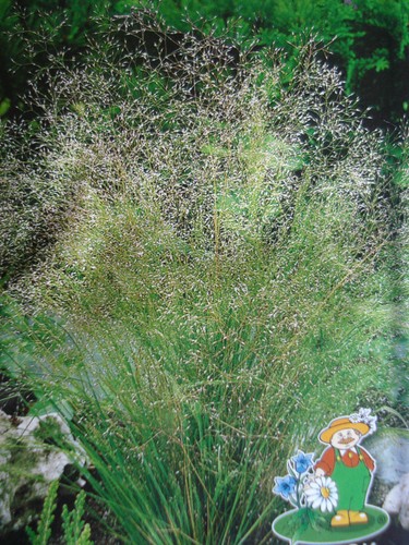 Agrostis stolonifera grass - agrostis,