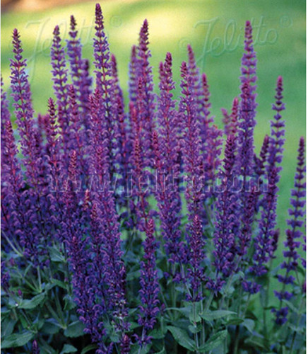 Salvia violet queen hardy - salvia,