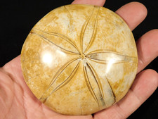Big! Polished 150 Million Year