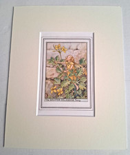 The GREATER CELANDINE Fairy