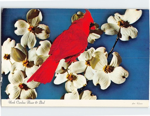 Postcard cardinal bird - cardinal, &