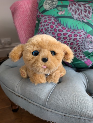 Little live pets - live,