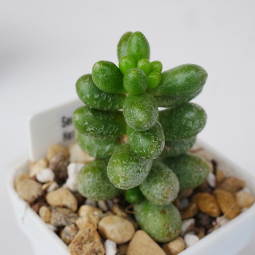 Sedum hernandezii 3cm rooted - hernandezii,