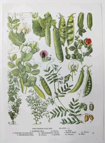 Vintage vegetable botanical - vintage,