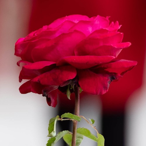 Rose forever our - 'forever,