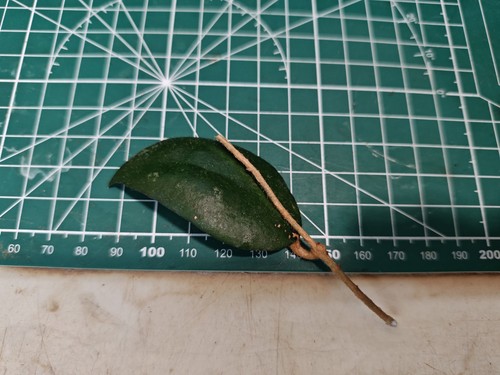 Hoya caudata sumatra - hoya,