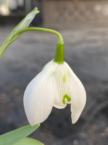 Galanthus pancras x - 'st, pancras'