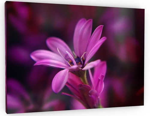 Abstract stunning purple - stunning,
