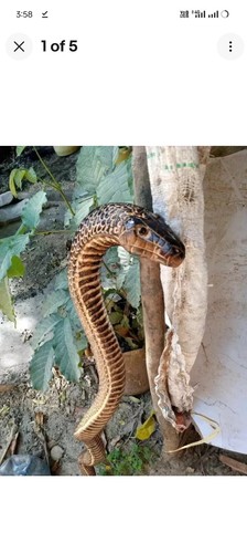 Wooden cobra stick - cobra,