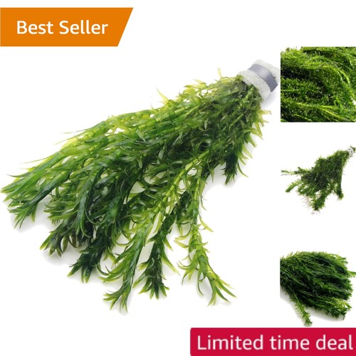 Natural elodea densa plant - natural,