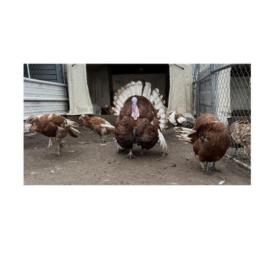 Turkey hatching egg - hatching,