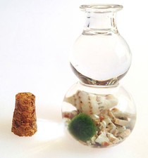 Baby Marimo Lucky Moss Ball Glass Bottle Coarse Sand Varicolored Dove Snail