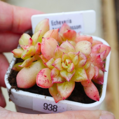 Echeveria apple blossom 5cm - blossom,