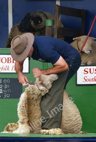Photo 6x4 the sheep show - the, (3)