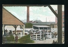 LUTON Bedfordshire  Cattle Market  with Cattle in the pens and people  coloured 