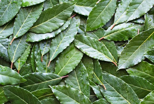 Fresh bay leaves - 12,