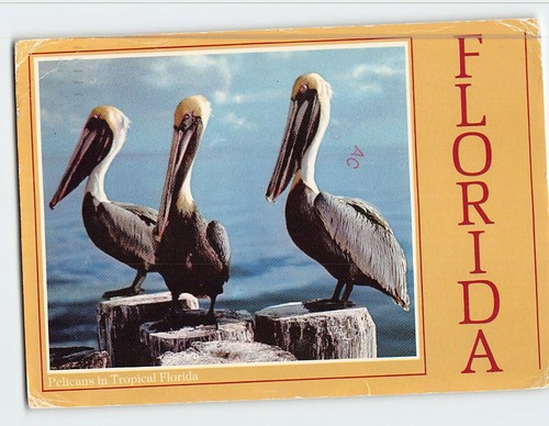Postcard pelicans tropical - in,
