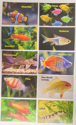 Memory card game tropical - game,