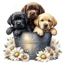 beautiful labrador puppies in