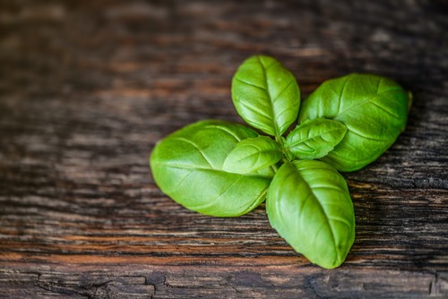 Basil plug plants grow your - basil,