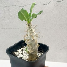 Pachypodium saundersii | Rare