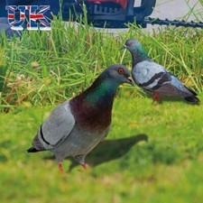 Decor Acrylic Pigeon Statues Pigeon Sculpture Wild Pigeon Decorations Realistic