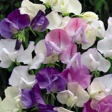 7 X Sweet Pea Flower Plug
