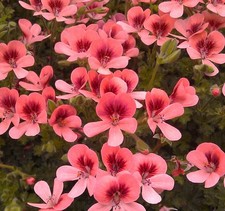 Angel Pelargonium - Angel Eyes