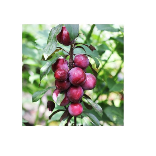 Miniature victoria plum - miniature,