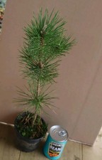 Pinus Thunbergii Japanese