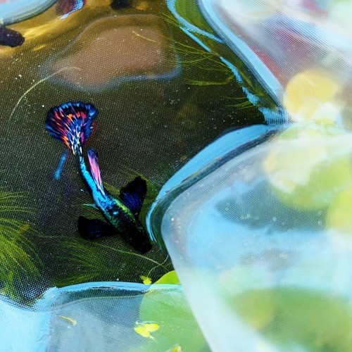 Live guppy fry dumbo - live,