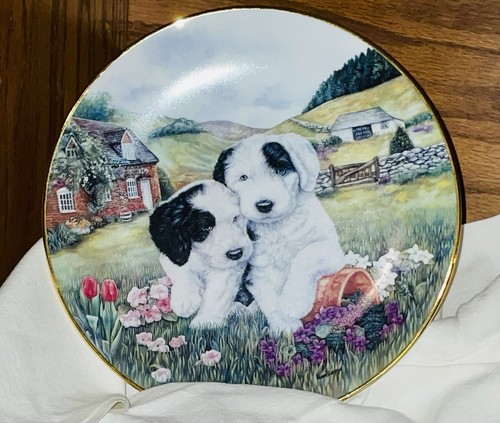 Sale old english sheepdog - sale,