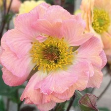 Geum 'Cocktail Mai Tai'. Plug