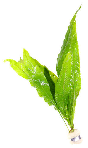 Live aquarium plant - live,