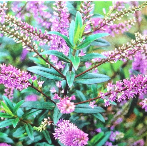 Hebe blue clouds perennial - blue,