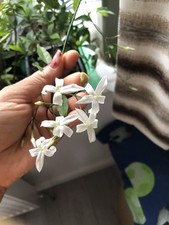 Azoricum Jasmine(flowers looks