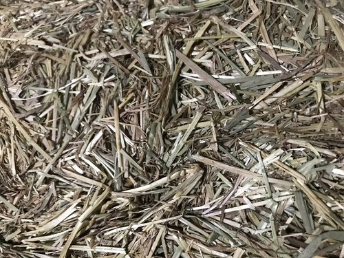 Premium timothy rye - timothy, hay