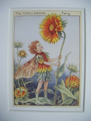 Gaillardia fairy vintage - gaillardia,