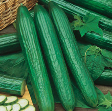 Cucumber telegraph - cucumber,
